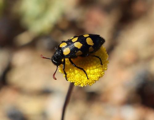 Hycleus sp.